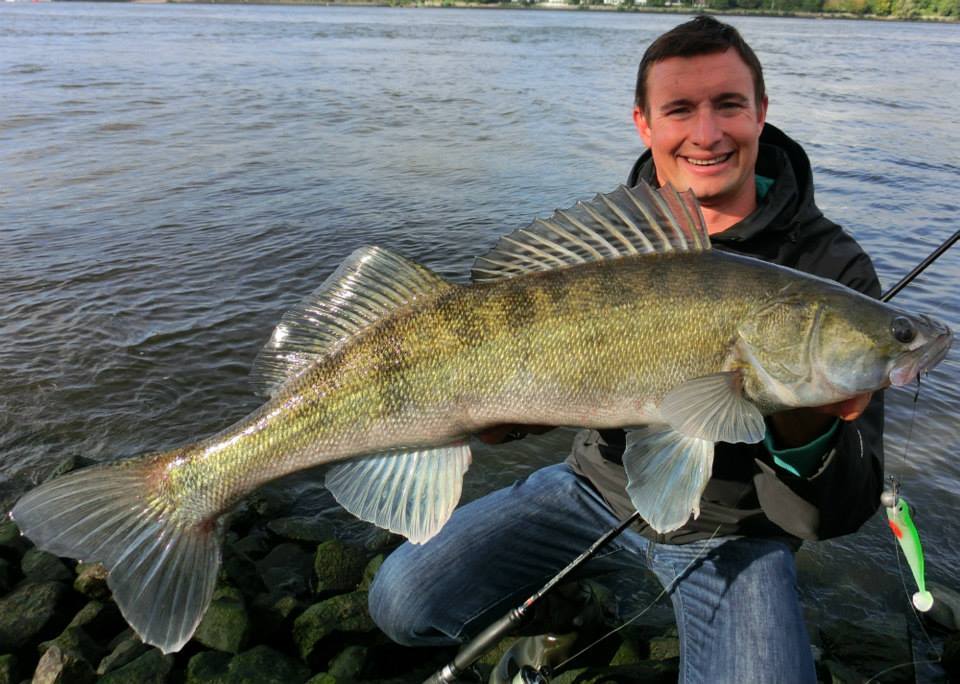 ** ABVERKAUF ** LIEBLINGSKÖDER Stint Shad - Von Veit Wilde designed!